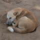 Pariah dogs are built to be healthy.