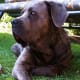 The Cane Corso is descended from the dogs of Rome and is most like the dog found at Pompeii.