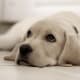 One reason that Labs are so popular is their faithfulness.