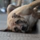 Almost all dogs will be calm with enough exercise.
