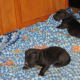 Young puppies are more susceptible to dog pneumonia than healthy adult canines are.
