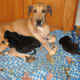 Even with megaesophagus, Kayla put on weight and cared for her Great Dane puppies.