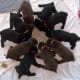 Color is determined by several genes so many different colored pups may be present in the same litter.
