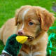 Even Toller puppies like to play with ducks.