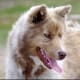 A Canadian Eskimo Dog.