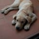 Many Lab owners say that their dogs act like puppies, at least until they are over 3 years old.