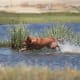 Nova Scotia Duck Tolling Retrievers play in water to attract ducks.
