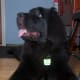 Newfies are the Labs big cousin. Both dogs have the same ancestors.