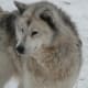 The Canadian Eskimo Dog is one of the oldest purebreds in North America.