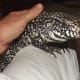 This little guy hatched in 2012. They eat a lot and grow fast the first year.
