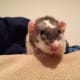 top-10-reasons-to-have-rats-as-a-pet