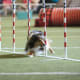 In this photo, the Sheltie is using his dew claw to help stabilize his leg when weaving. This particular dog's weave style is to single step with the body very low to the ground, allowing the dew claws to make contact with the soccer turf.