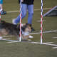 why-do-dogs-have-dew-claws-dew-claws-and-the-active-canine-competitor