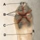 A - Claw; B - Digital Pads; C - Metacarpal Pads; D - Dew Claw; E - Carpal Pad