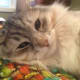 life-with-siberian-cats