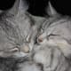 life-with-siberian-cats