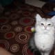 life-with-siberian-cats
