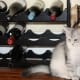 life-with-siberian-cats