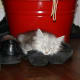 life-with-siberian-cats