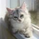 life-with-siberian-cats