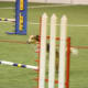 how-does-a-dog-use-its-tail-in-agility-and-canine-sport