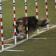 how-does-a-dog-use-its-tail-in-agility-and-canine-sport