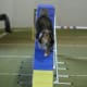 how-does-a-dog-use-its-tail-in-agility-and-canine-sport