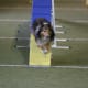 how-does-a-dog-use-its-tail-in-agility-and-canine-sport