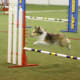 how-does-a-dog-use-its-tail-in-agility-and-canine-sport