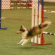 how-does-a-dog-use-its-tail-in-agility-and-canine-sport