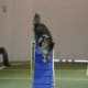 how-does-a-dog-use-its-tail-in-agility-and-canine-sport