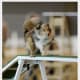 how-does-a-dog-use-its-tail-in-agility-and-canine-sport