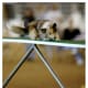 how-does-a-dog-use-its-tail-in-agility-and-canine-sport