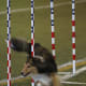 how-does-a-dog-use-its-tail-in-agility-and-canine-sport