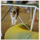 how-does-a-dog-use-its-tail-in-agility-and-canine-sport