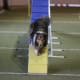 how-does-a-dog-use-its-tail-in-agility-and-canine-sport