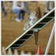 how-does-a-dog-use-its-tail-in-agility-and-canine-sport
