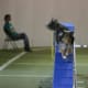 how-does-a-dog-use-its-tail-in-agility-and-canine-sport