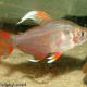 Tetra