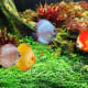 Discus