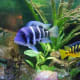 Cichlids