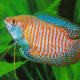 Gourami