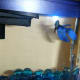 setting-up-a-freshwater-aquarium-a-guide-for-beginners