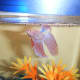 Betas, however beautiful, are not the only kind of freshwater aquarium fish.