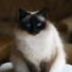 Birman