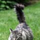 Maine Coon