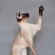 Siamese