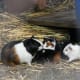 Venturing out with their mother for the first time, the baby guinea pigs discover a wide open space.