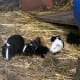Extremely sociable, the sleek and silky black and white guinea pig takes over babysitting duties.
