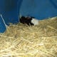 Tiny baby guinea pigs in the rear of their big barrel home. Newly born but developed enough to be walking on day one, eating grass on day two and going on family adventures!